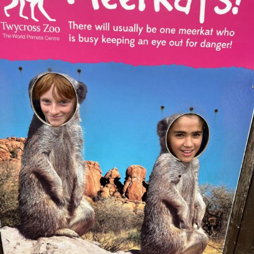 meerkats.jpg