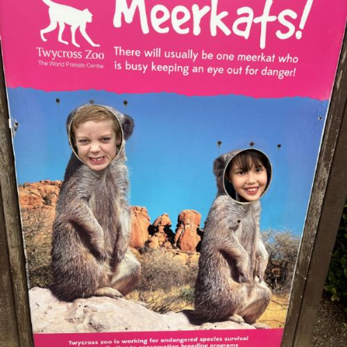 Cody and Frances meerkats.jpg