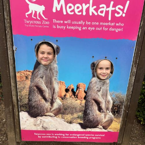Maria and Lola meerkats.jpg
