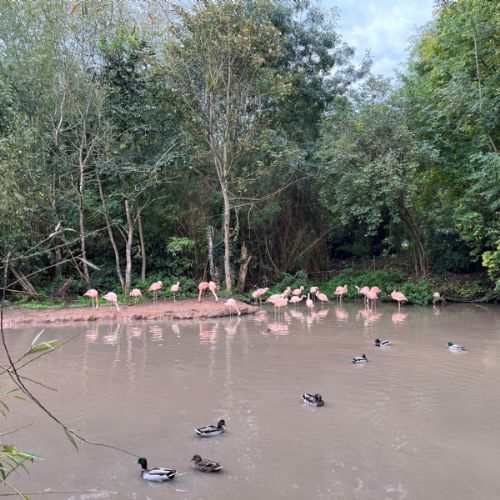 flamingos class pic.jpg